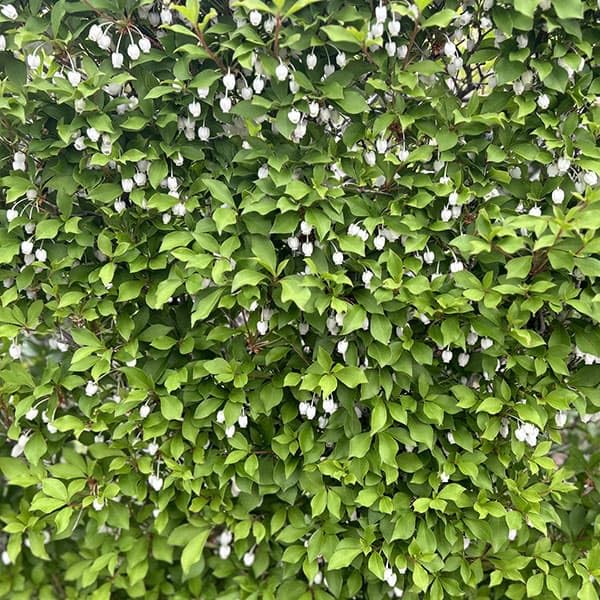 Amazon.co.jp: ドウダンツツジ5号ポット[新緑・花・紅葉が美しい花木